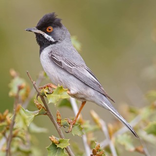 Masked warbler, (Sylvia rueppelli), Sylvia ruppelli, animals, birds, songbird, warbler family,