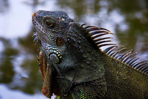 Reptile - colorful textured iguana close-up on nature background