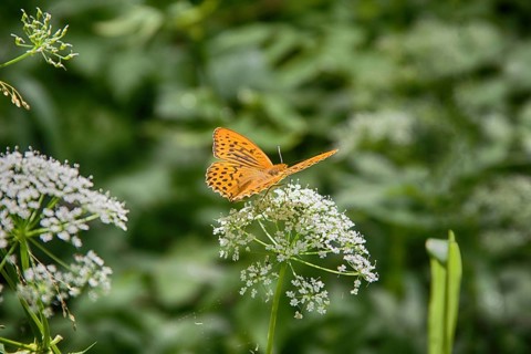 Pearl-Bordered family insects butterflies feeding on white flower umbrella