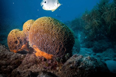 A fish swims near vibrant brain coral in an underwater seascape, Four-eye butterflyfish (Chaetodon
