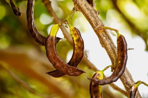 Carob tree. Biniatzar. Bunyola. Tramuntana. Mallorca. Balearic Islands. Spain
