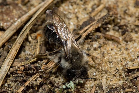 Willow sand bee (Andrena vaga)