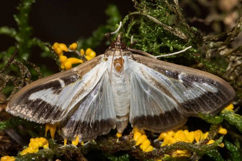 Box tree moth (Cydalima perspectalis)