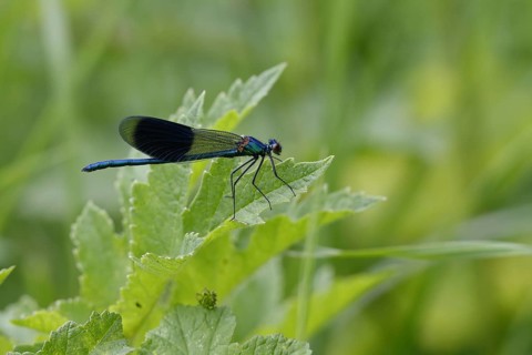 Banded demoiselle (Calopteryx splendens)