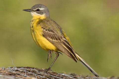 Yellow wagtail (Motacilla flava)