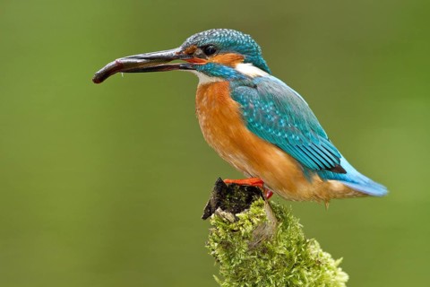 Kingfisher - male with fish (Alcedo atthis)