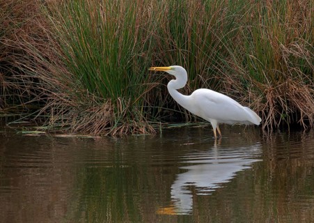 Great White Egret with fish (Ardea alba)