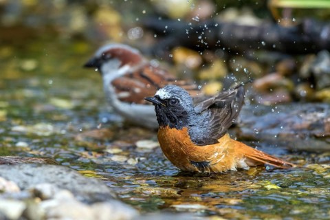 Common redstart - male bathing (Phoenicurus phoenicurus)