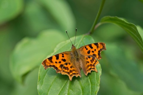 C-moth (Polygonia c-album)