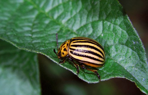 Colorado potato beetle (Leptinotarsa decemlineata)
