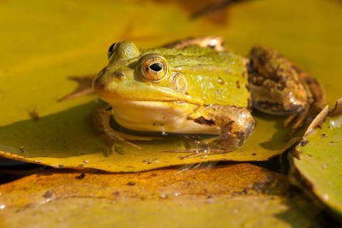 Water frog (Ranidae, Pelophylax)