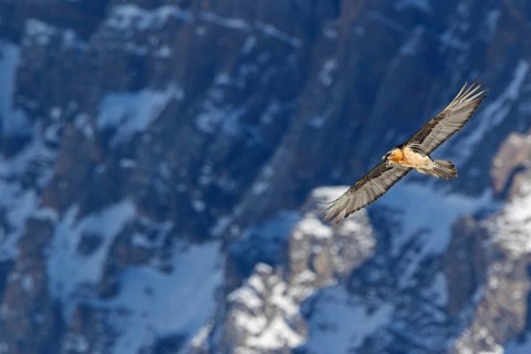 Bearded vulture, lammergeier, (Gypaetus barbatus), (Gypaetus barbatus meridionalis), flight photo,