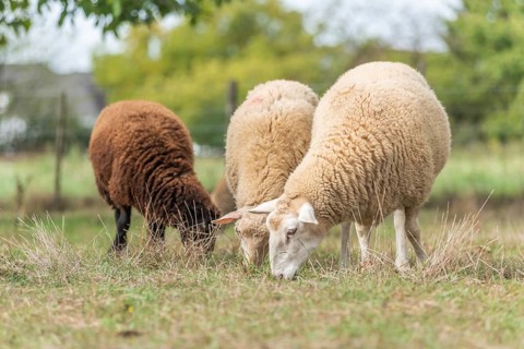 Sheep in a pen in early fall. Alsace France