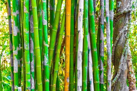 Green yellow bamboo trees in tropical forest of Luang Prabang Laos