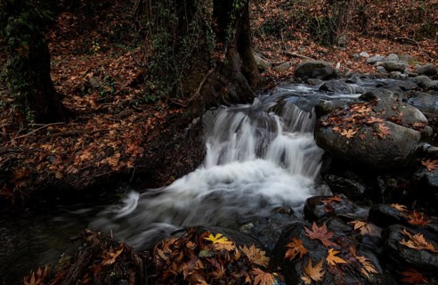 River flowing with maple leaves on the rocks on the riverside in Autumn. Millomery waterfall