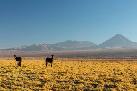Atacama desert, Chile, Andes, South America. Beautiful view and landscape