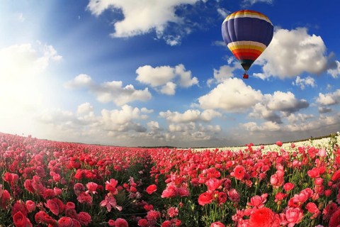 Boundless fields with blossoming pink buttercups. Over fields the huge multi-color balloon flies.