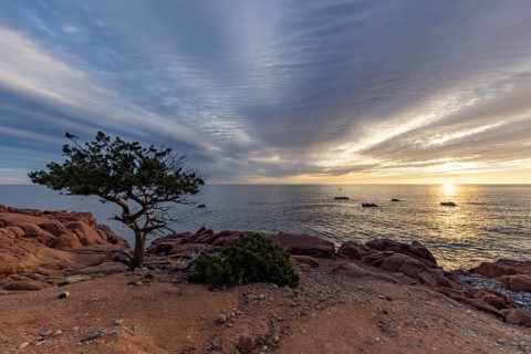 Coastal landscape with bizarre, red rocks and weathered, gnarled trees at sunset over the sea,