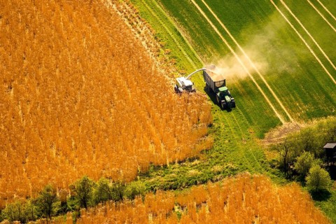 Harvesting with a combine harvester