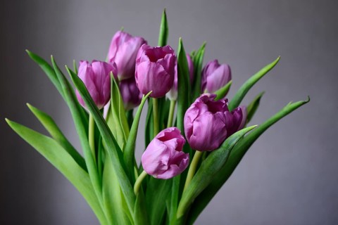 Bouquet of purple tulips on a neutral background