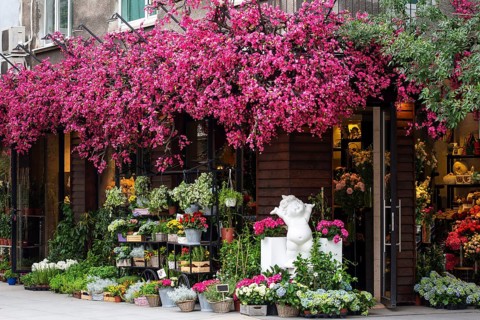 Fresh flowers outside of a florist shop. Pink flower tree