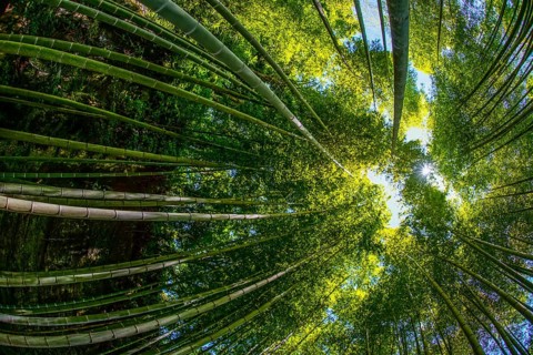 The sun peek from bamboo grove. Shooting Location: Kamakura, Kanagawa Prefecture