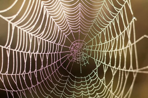Close up view of the strings of a spiders web with bokeh. Gold spider web of lines that are crossed