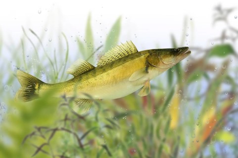 Pisces 38