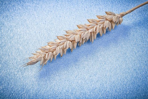 Wheat ear on blue background close up view