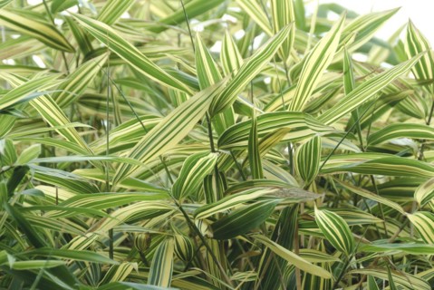 Japanese false dwarf bamboo (Pseudosasa japonica 'Akebonosuji'), Rhodo 2014, Lower Saxony, Germany