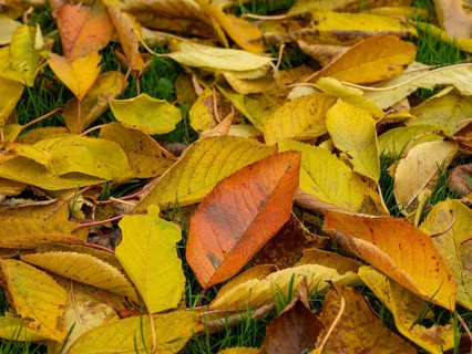 Autumn leaves on a green lawn, Braunschweig, Lower Saxony, Germany