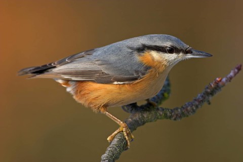 Eurasian nuthatch (Sitta europaea), Sittelle torchepot, Trepador Azul, Battenberg, Tiszaalpár,