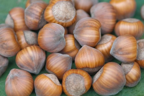 Hazelnut (Corylus 'Gubener Zellernuss'), Laußnitz, 81
