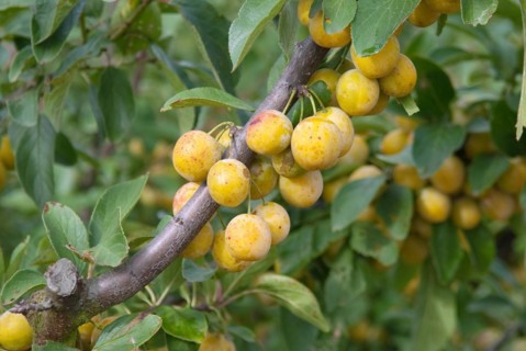 Mirabelle plum (Prunus domestica 'Nancymirabelle'), Bundessortenamt Prüfstelle Marquardt,
