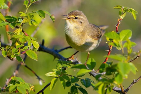 Willow Warbler, Willow Warbler, Phylloscopus trochilus, Pouillot fitis, Mosquitero Musical, Bad