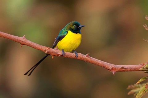 Green-breasted Sunbird, Green-throated Sunbird, (Hedydipna platura), Tendaba camp / Kwinella area,