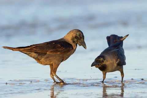 Shining Crow, Indian House Crow, House Crow, (Corvus splendens), Corbeau familier, Corneja India,