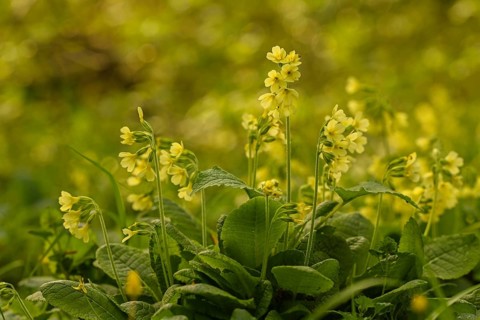 Common cowslip (Primula veris)