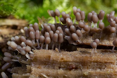 Brick red slime mould (Arcyria denudata)