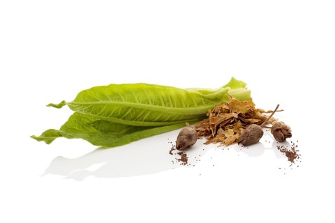 Fresh tobacco leaf with dried leaves and seeds isolated on white background
