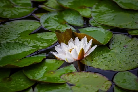 European white water lily (Nymphaea alba), Seeboden, Carinthia, Austria