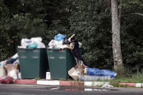 Shepherd dog digging with head in trash can. problem of garbage and animals