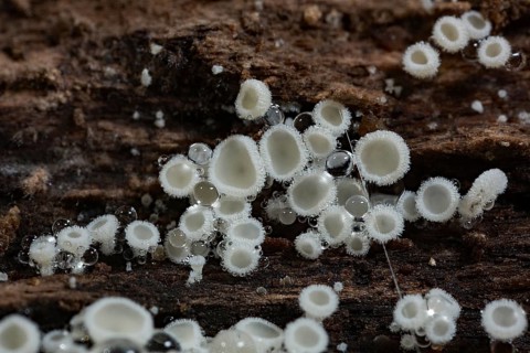 White hair cup (Lachnum virgineum)