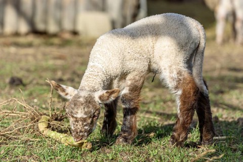 Lamb and sheep in a sheepfold and a pasture in a village in winter