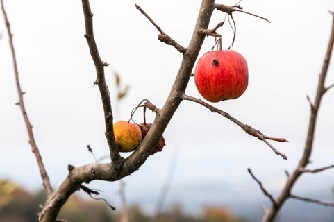 Autumn atmosphere, apples on a tree, St-Andrä-Höch, Sausal wine country, Styria, Austria