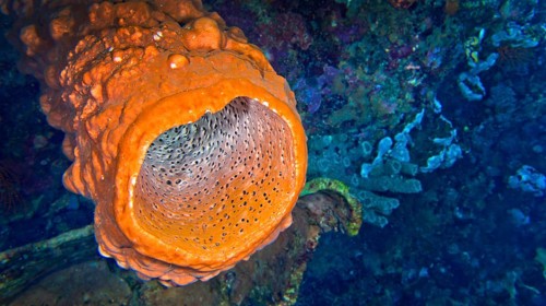 Tube Sponge, Lembeh, North Sulawesi, Indonesia, Asia
