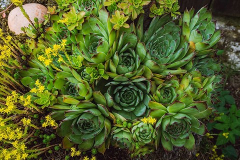 Colorful sempervivum, houseleek varieties sitting close together in the perennial alpine rock