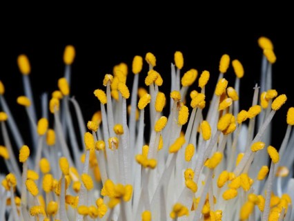 Stamens and anthers of an elephant ear flower