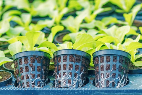 Lettuce Hydroponic farm. Lettuce Sprouts. Green Young Lettuce Plants