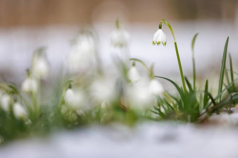 A spring snowflake (Leucojum vernum) grows out of the melting snow, in a natural environment,